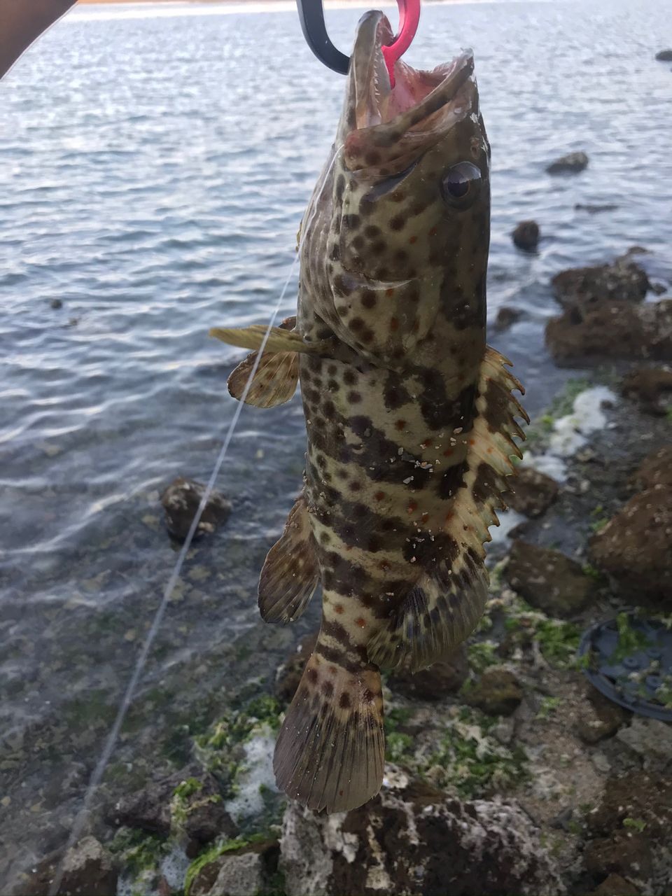 チャイロマルハタ