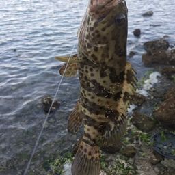 チャイロマルハタ