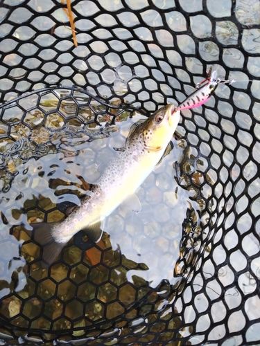 ブラウントラウトの釣果