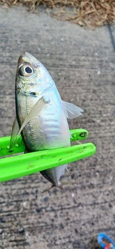 関門海峡 （福岡）