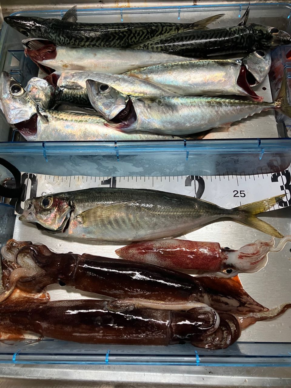 kunisanさんの釣果 2枚目の画像