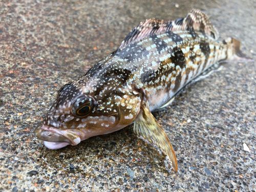 アイナメの釣果