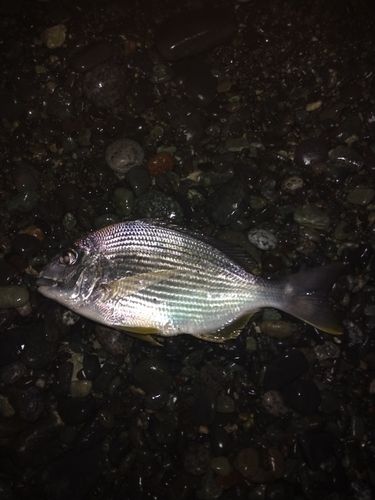 ヘダイの釣果
