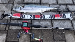 サゴシの釣果