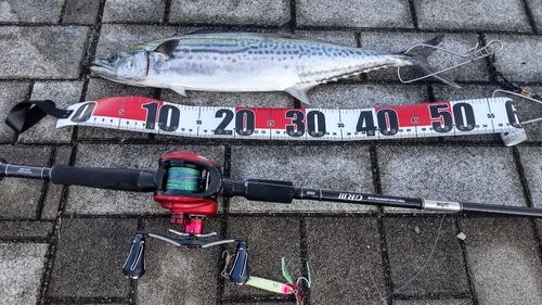 サゴシの釣果