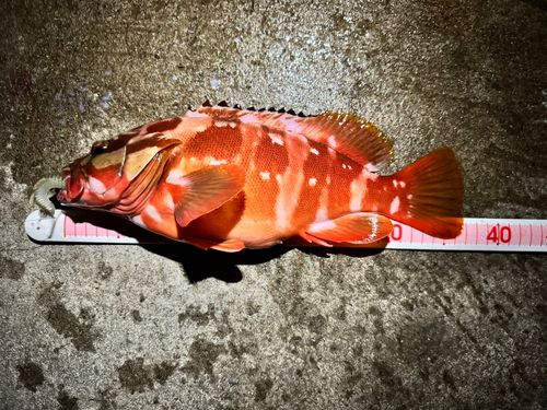 三ツ石（真鶴）