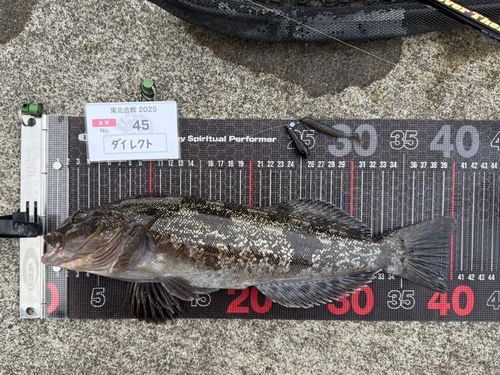 アイナメの釣果