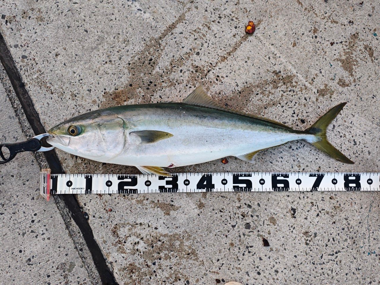 SHIMANO 20ネッサ エクスチューン S1102M+の最安値・インプレ・釣果