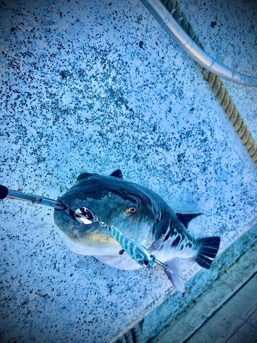 トラフグの釣果