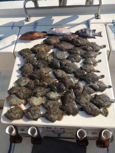 カワハギの釣果