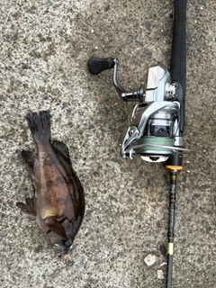 アオメバルの釣果