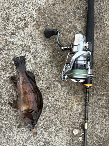 アオメバルの釣果