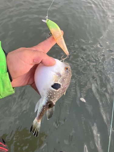 トラフグの釣果