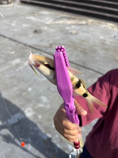 オジサンの釣果