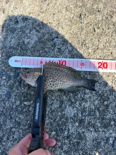 オオモンハタの釣果