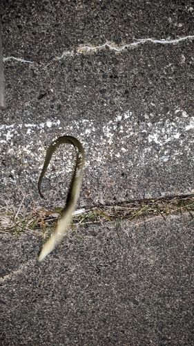 ニホンウナギの釣果