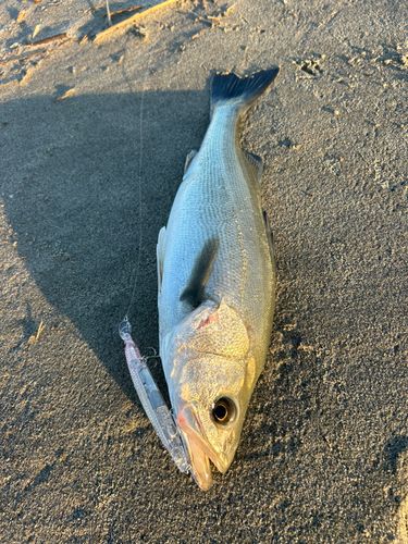 ヒラスズキの釣果