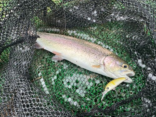 ニジマスの釣果