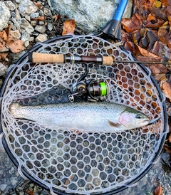 トラウトの釣果