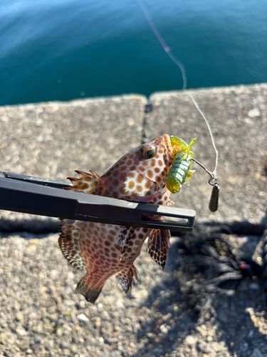 オオモンハタの釣果