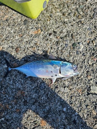 スマガツオの釣果