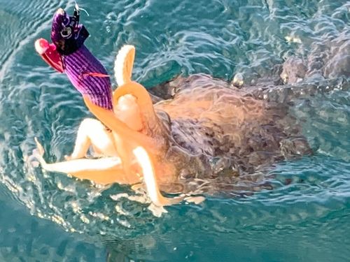 モンゴウイカの釣果