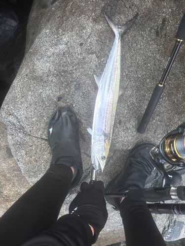 サゴシの釣果