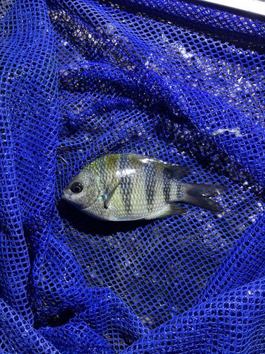 オヤビッチャの釣果