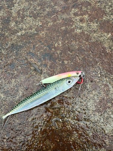 サバの釣果