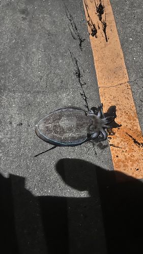 志賀島赤灯台東波止