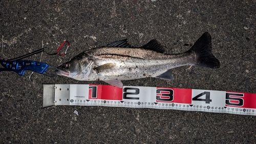 セイゴ（ヒラスズキ）の釣果