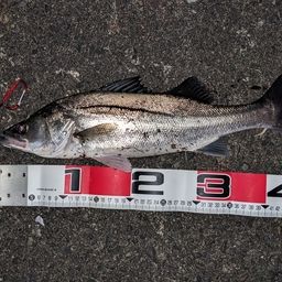 セイゴ（ヒラスズキ）