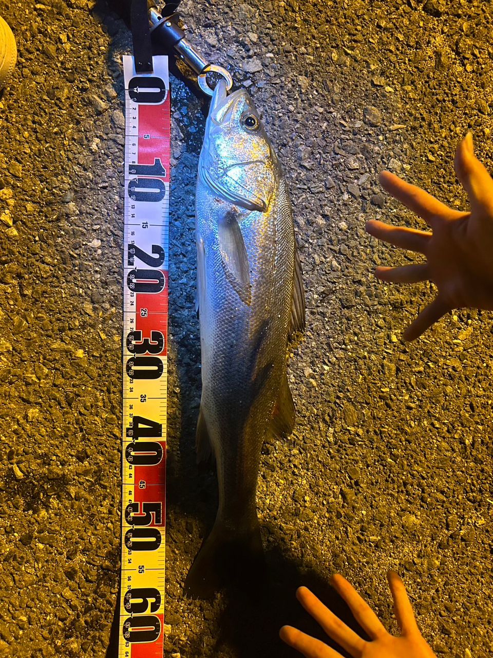 ✨ 福岡アングラー✨ ponpon000さんの2025年09月08日(月)の釣行(福岡県 - 博多湾