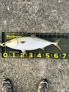 メジロの釣果