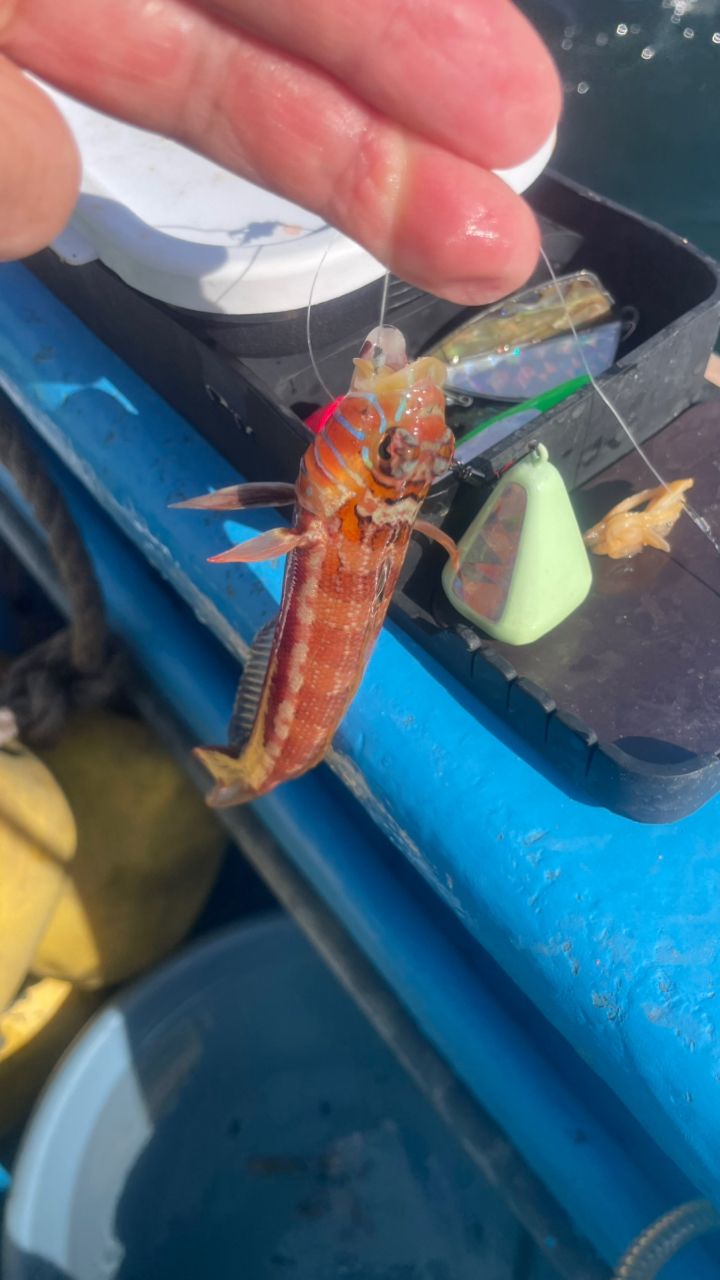 たきれん＠ＴＴ６さんの釣果 2枚目の画像