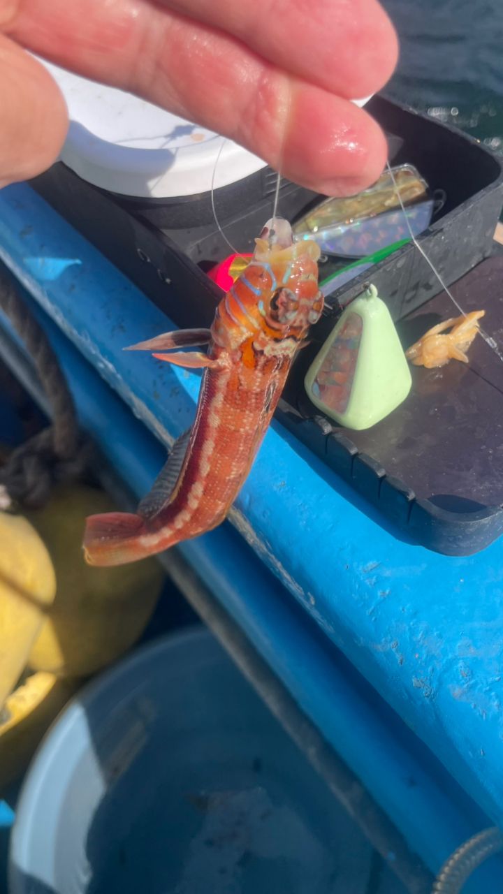 たきれん＠ＴＴ６さんの釣果 3枚目の画像