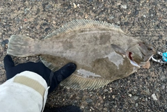 マコガレイの釣果