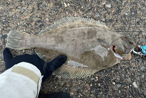 マコガレイの釣果