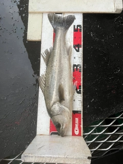 フッコ（マルスズキ）の釣果