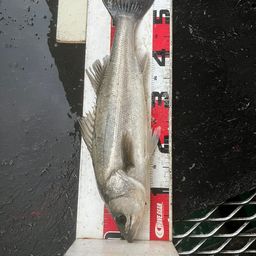 フッコ（マルスズキ）