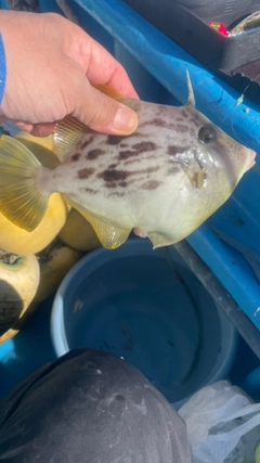 カワハギの釣果