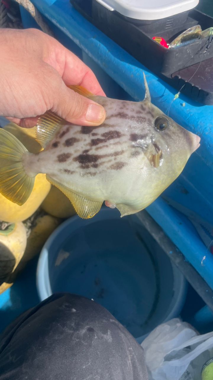 たきれん＠ＴＴ６さんの釣果 2枚目の画像