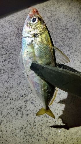 マアジの釣果