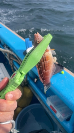 キタマクラの釣果