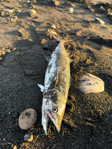 大浜海岸（静岡）