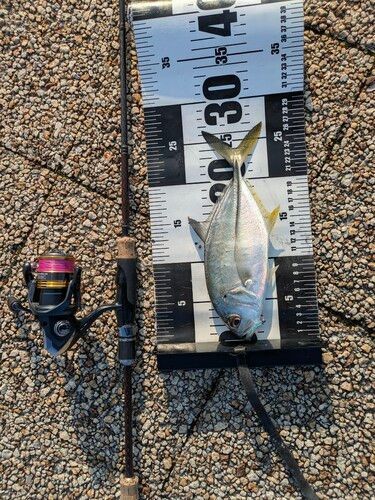 浜田港（島根）