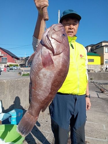 マハタの釣果