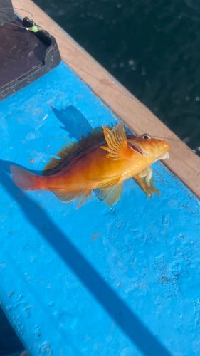 オキゴンベの釣果