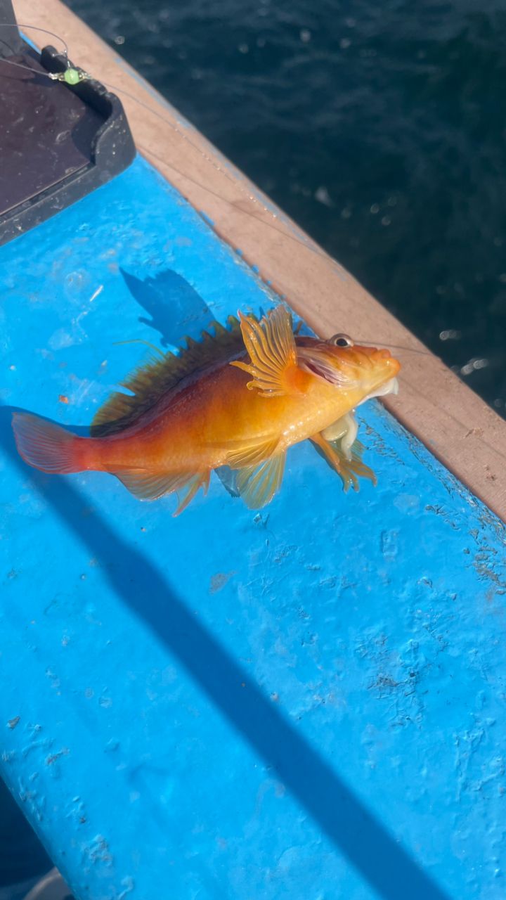 たきれん＠ＴＴ６さんの釣果 2枚目の画像