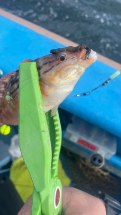 アカササノハベラの釣果